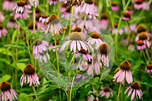 Vivid vivid pink delicate echinacea flowers in soft focus in a garden in a sunny summer day