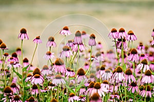 Vivid vivid pink delicate echinacea flowers in soft focus in a garden in a sunny summer day