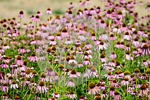 Vivid vivid pink delicate echinacea flowers in soft focus in a garden in a sunny summer day