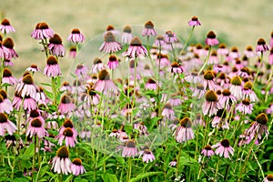 Vivid vivid pink delicate echinacea flowers in soft focus in a garden in a sunny summer day