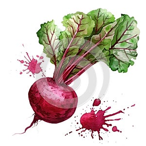 A vivid watercolor illustration of a beetroot, its rich crimson splattered artfully on the canvas