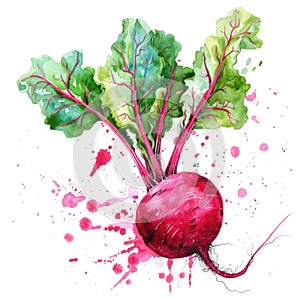 A vivid watercolor illustration of a beetroot, its rich crimson splattered artfully on the canvas