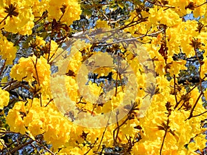 Vivid Yellow Blossoms