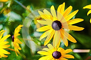 Vivid yellow echinacea flowers on the summer field with beautiful bokeh