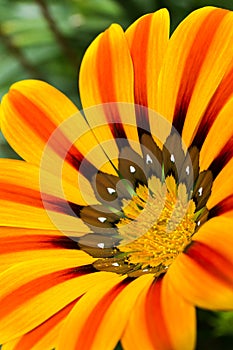 Vivid yellow flower