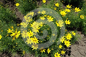 Vivid yellow flowers of Coreopsis verticillata