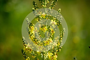 Vivid yellow flowers of Verbascum densiflorum plant, commonly known as dense flowered mullein, in a sunny summer garden, beautiful