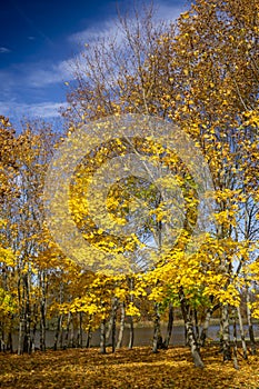 Vivid yellow foliage on trees on river bank