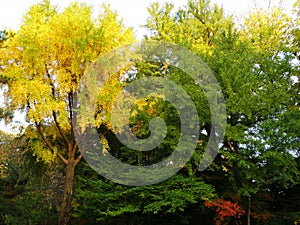 Vivid Yellow and Green Fall Foliage in the Public Park