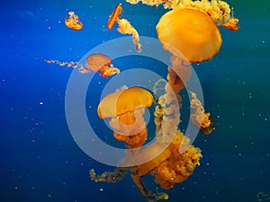 Vivid Yellow Jellyfish on Blue Background