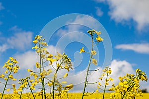 Vivid yellow oilseed rape/canola flowers