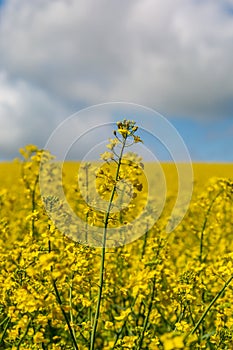 Vivid yellow oilseed rape/canola flowers