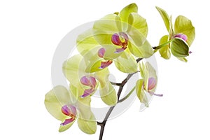 Vivid Yellow Orchids BB103649
