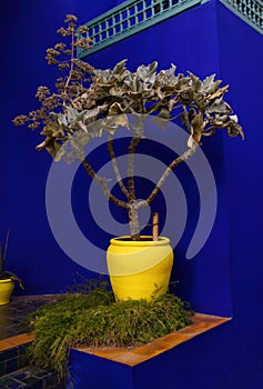 Vivid yellow planter, Marrakesh