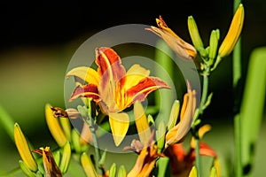 Vivid yellow and red daylily, Lilium or Lily plant in a British cottage style garden in a sunny summer day, beautiful outdoor