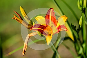 Vivid yellow and red daylily, Lilium or Lily plant in a British cottage style garden in a sunny summer day, beautiful outdoor