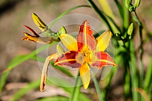 Vivid yellow and red daylily, Lilium or Lily plant in a British cottage style garden in a sunny summer day, beautiful outdoor