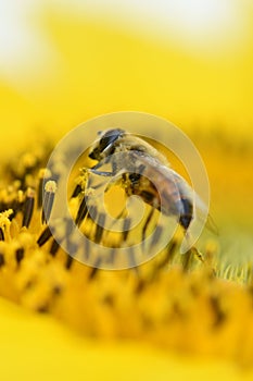 Vivid yellow Sunflower with honey bee pollinate mirco photo close up shot busy bumblebee
