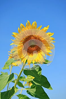 Vivid Yellow Sunflower on Vibrant Blue Sky Background