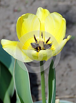 Vivid yellow tulip