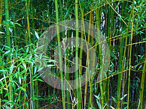 Vividly green bamboo growing in winter