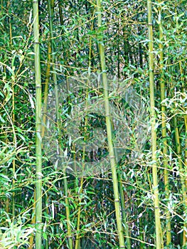 Vividly green bamboo growing in winter