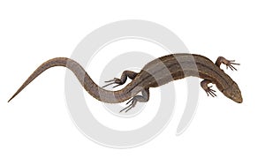 Viviparous Common Lizard isolated on white