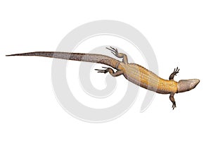 Viviparous Common Lizard isolated on white