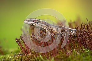 The viviparous or common lizard Zootoca vivipara in Czech Republic