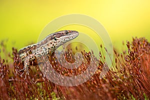 The viviparous or common lizard Zootoca vivipara in Czech Republic