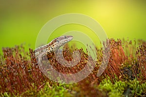 The viviparous or common lizard Zootoca vivipara in Czech Republic