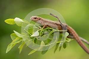 The viviparous or common lizard Zootoca vivipara in Czech Republic