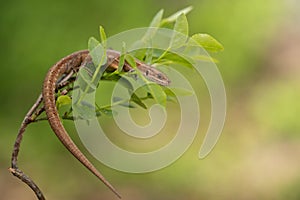 The viviparous or common lizard Zootoca vivipara in Czech Republic