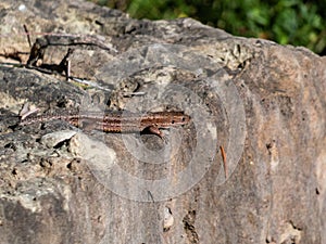 Viviparous or common lizard (Zootoca vivipara) with detached tail sunbathing in the brigth sun on rock. Detailed view of