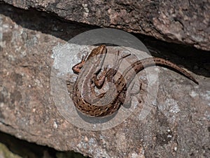 Viviparous or common lizard (Zootoca vivipara) sunbathing in the brigth sun on the vertical rock wall