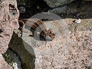 Viviparous or common lizard (Zootoca vivipara) sunbathing in the brigth sun on the vertical rock wall in the garden