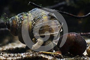 Viviparous freshwater river snail, plankton feeder and algae eater, important aquatic mollusk search for food