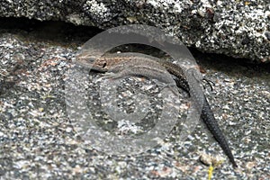 Viviparous lizard