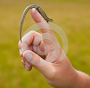 Viviparous lizard