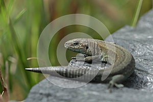 Viviparous lizard.