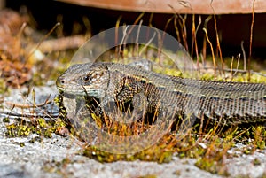 Viviparous lizard