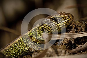 Viviparous Lizard