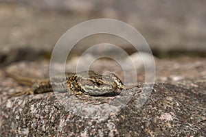 Viviparous lizard