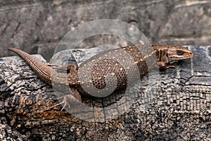 Viviparous lizard