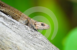 The viviparous lizard