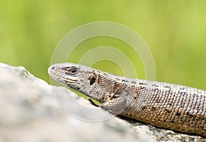 Viviparous lizard