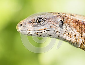 Viviparous lizard