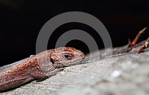 Viviparous lizard