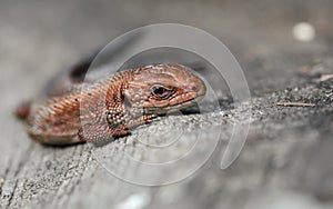 Viviparous lizard