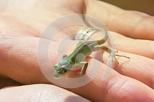 Viviparous lizard baby in the hands of a human